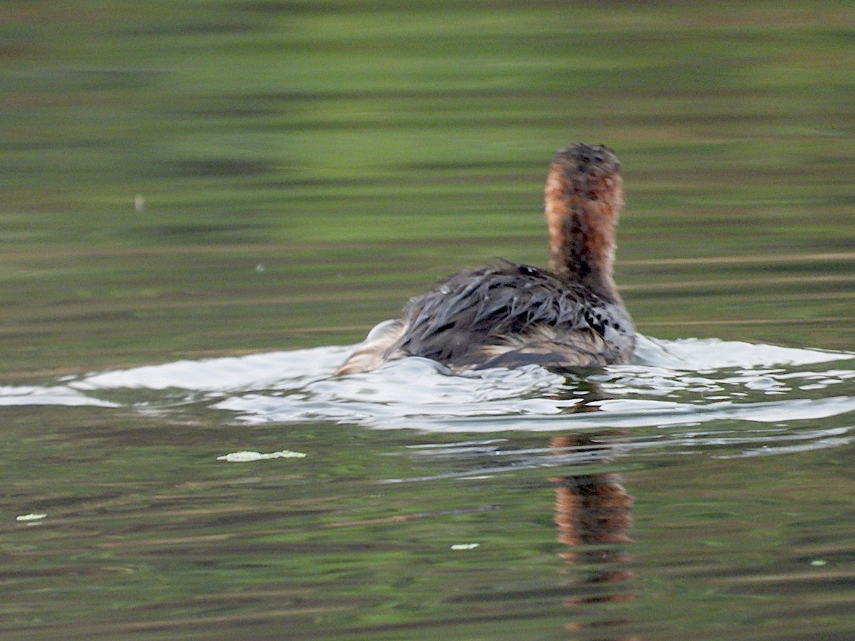 Little Grebe - ML646516872