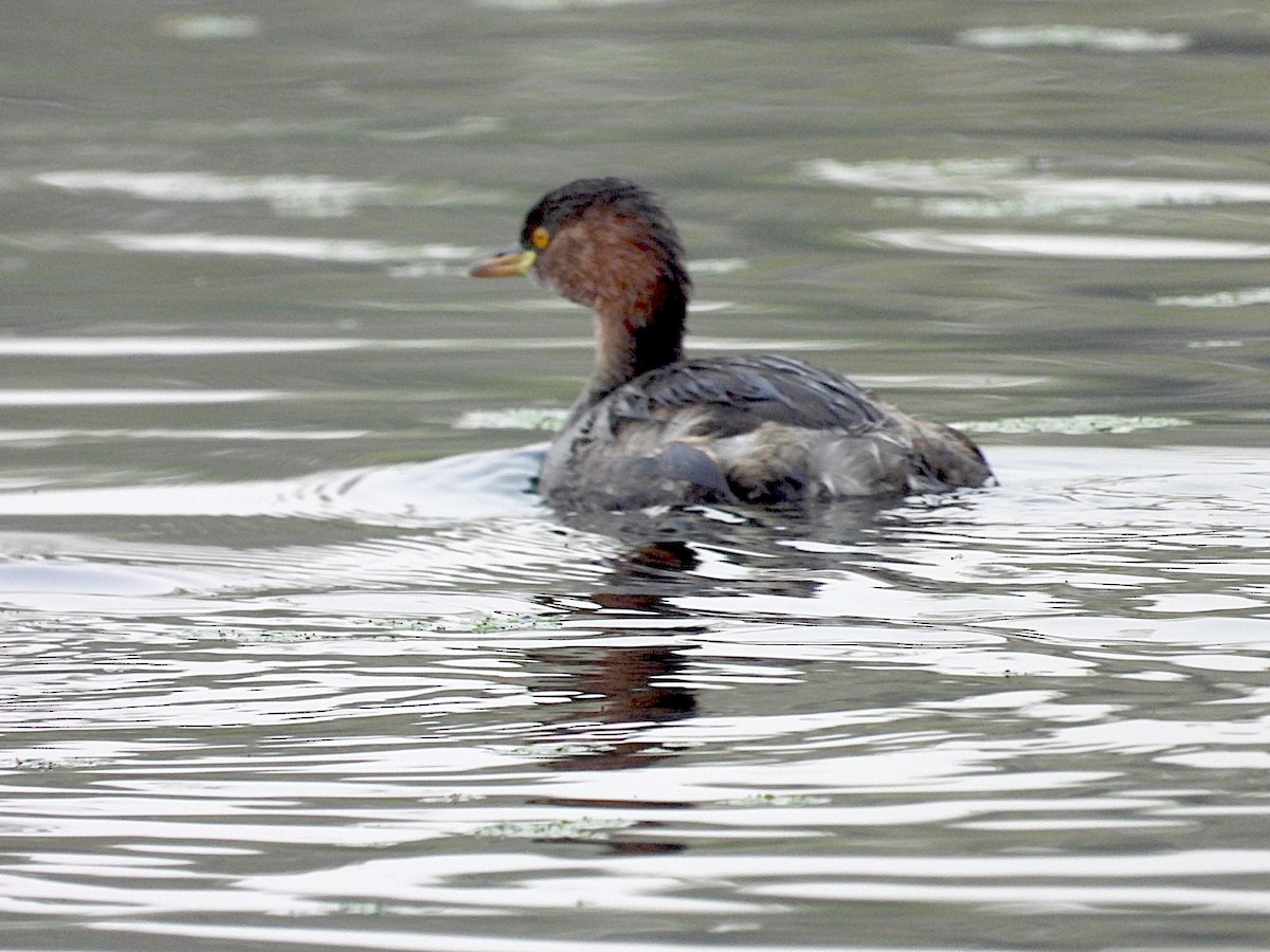 Little Grebe - ML646516873