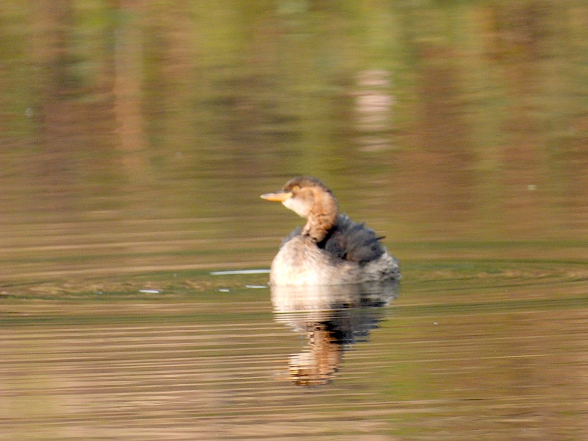 Little Grebe - ML646516875