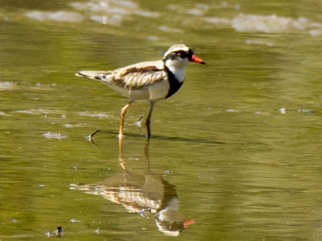 Чернолобый зуёк - ML646516876