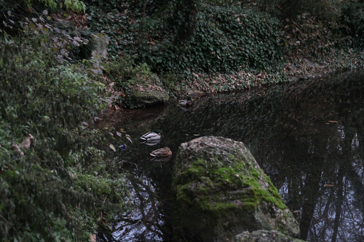 Mallard - ML646516877