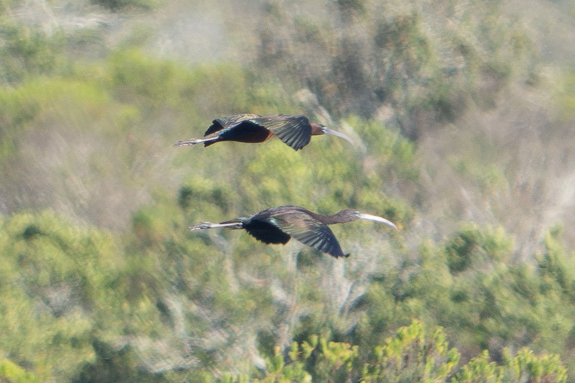 Glossy Ibis - ML646516878