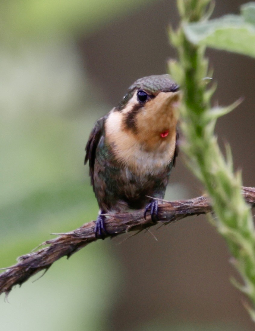 Little Woodstar - ML646516879