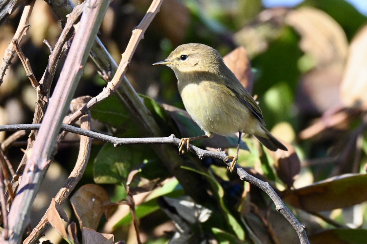 Пеночка-теньковка - ML646516880