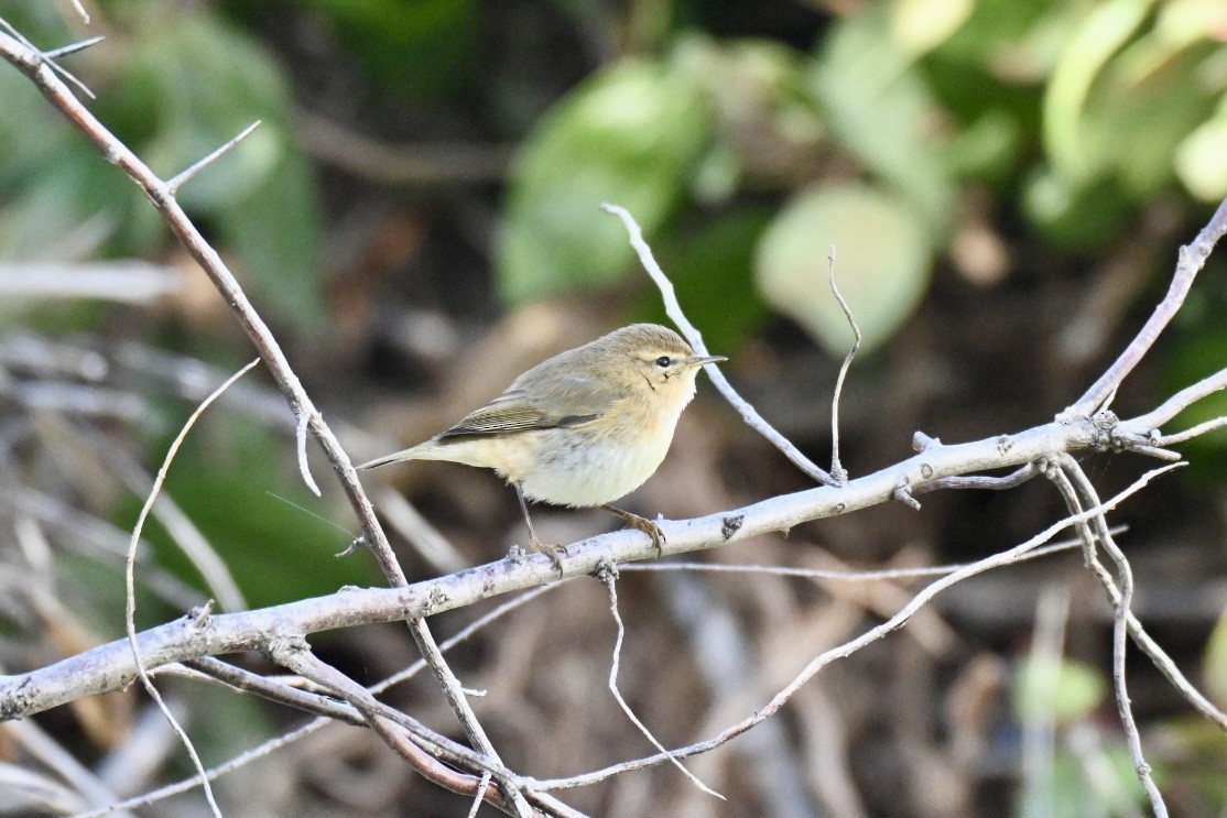 Пеночка-теньковка - ML646516881