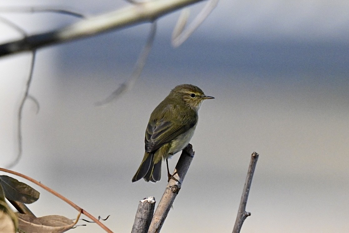 Пеночка-теньковка - ML646516882