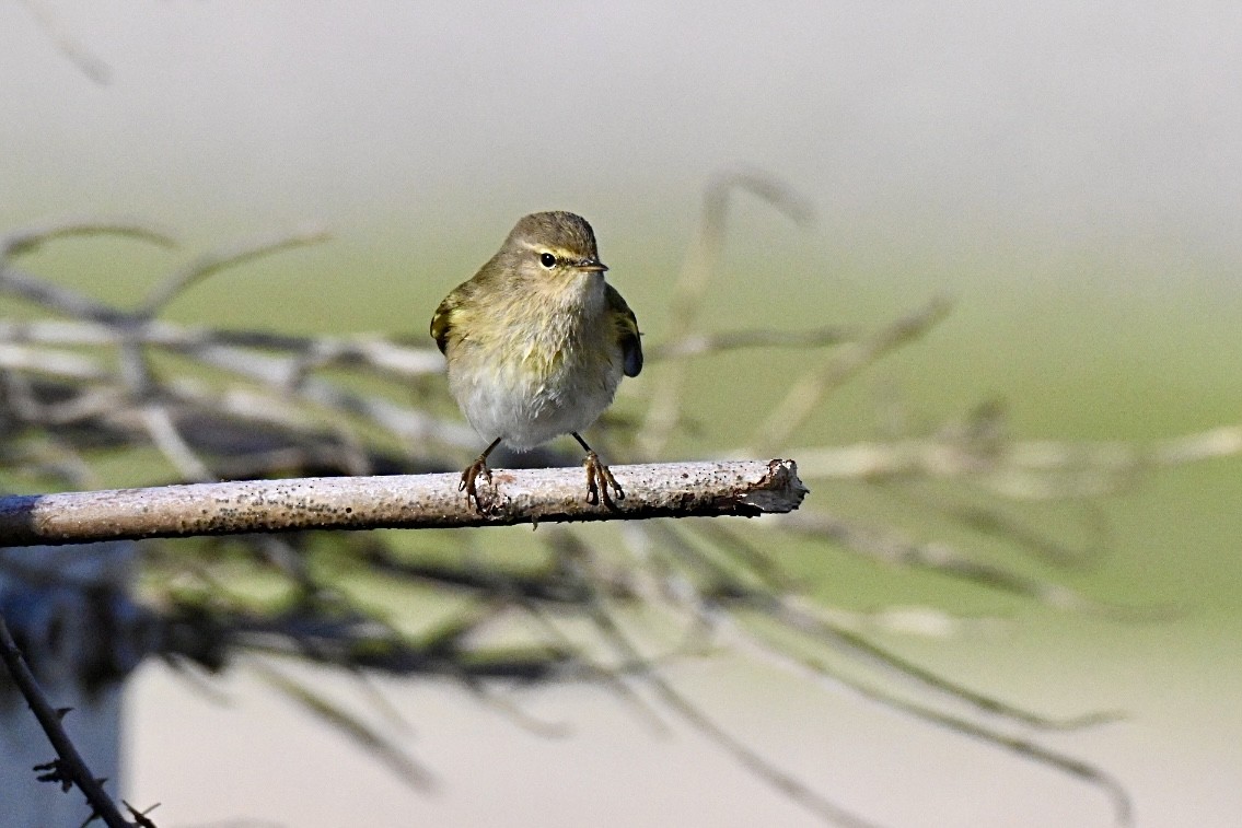 Пеночка-теньковка - ML646516883
