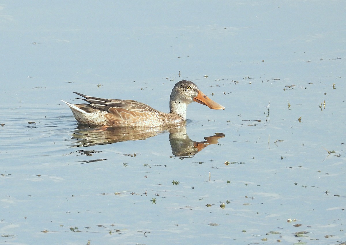 Northern Shoveler - ML646516886