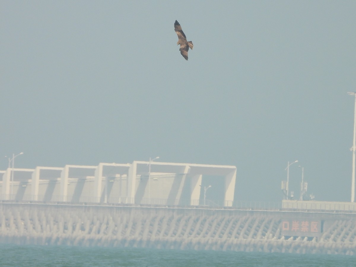 luňák hnědý - ML646516890