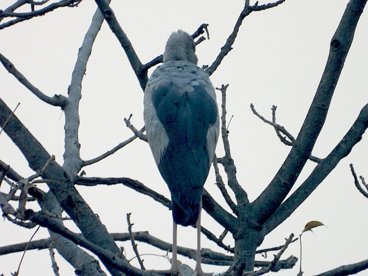 Asian Openbill - ML646516891
