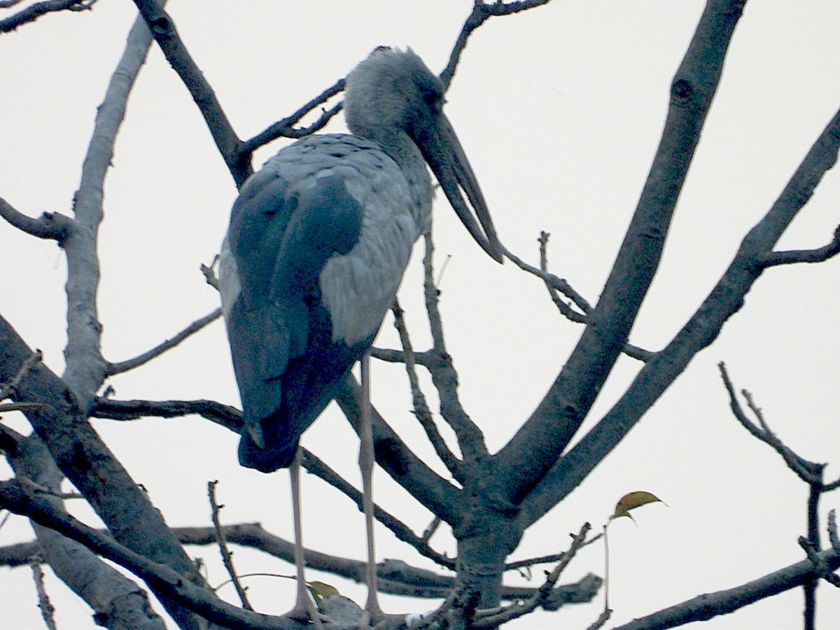 Asian Openbill - ML646516892