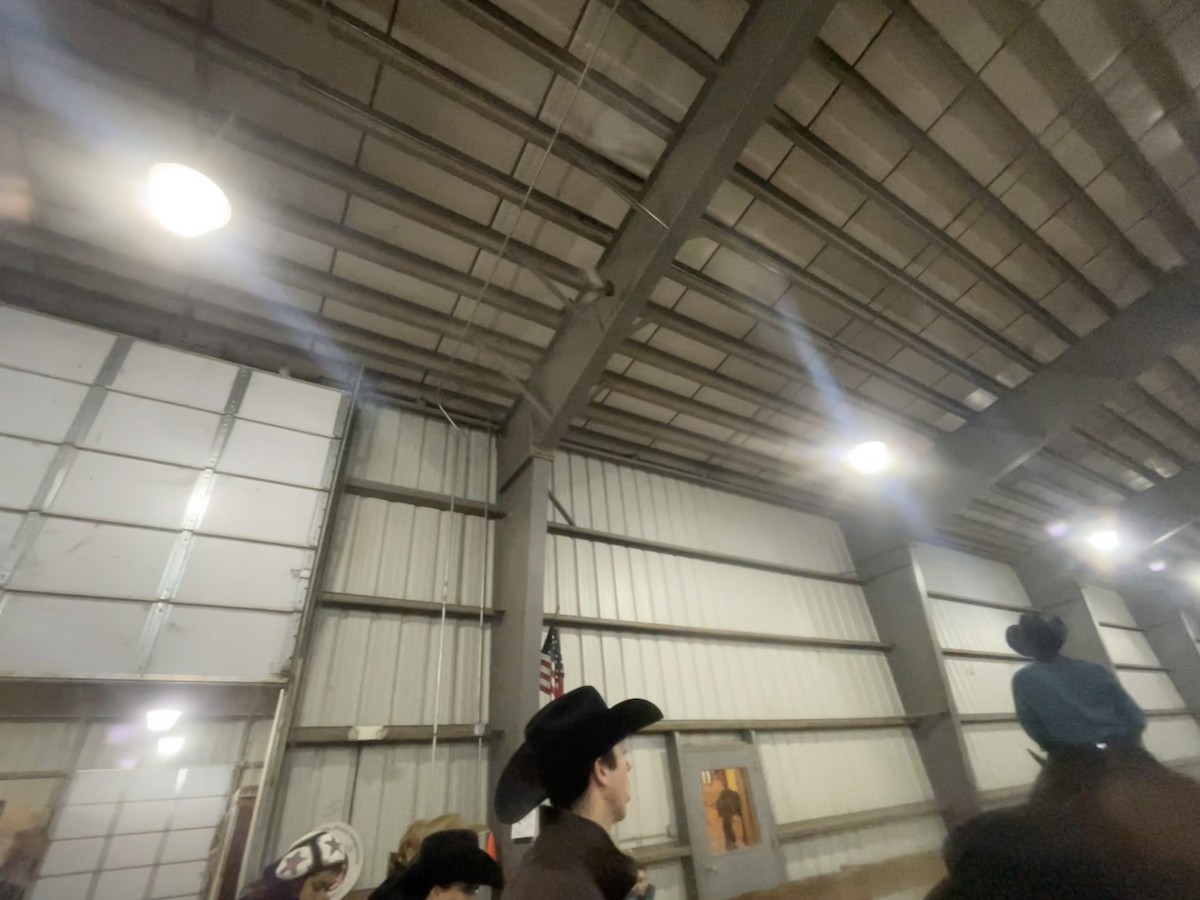 יונת בית - ML646516894