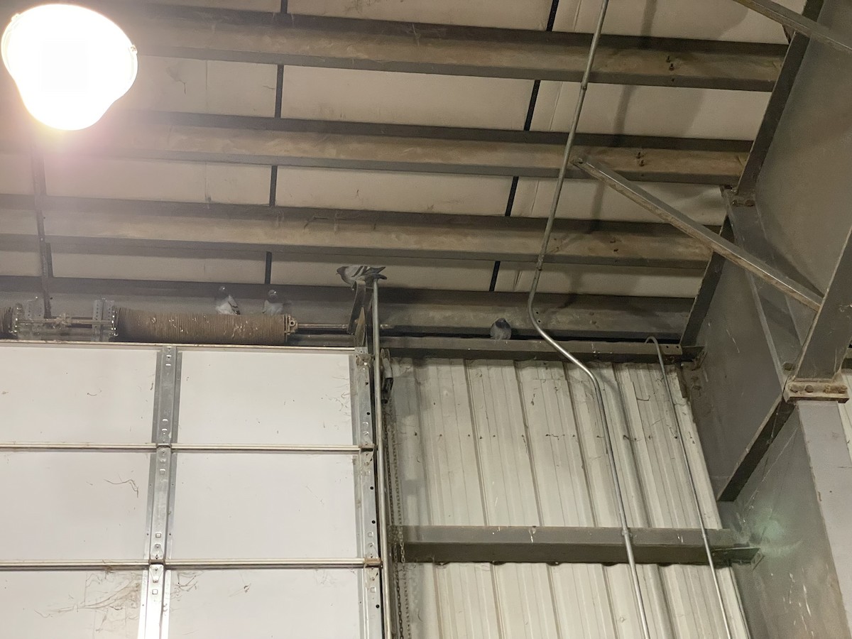 יונת בית - ML646516895