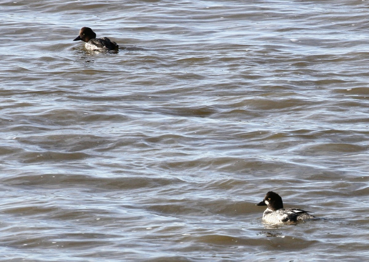 Common Goldeneye - ML646516897