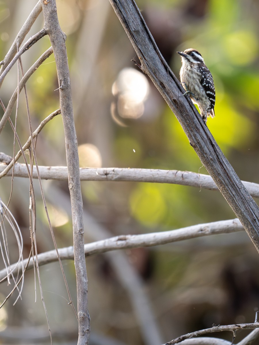 Sunda Pygmy Woodpecker - ML646516898