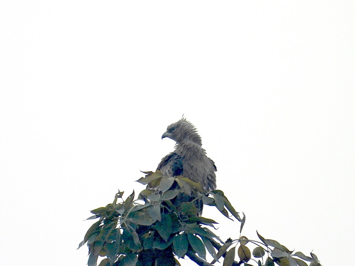Oriental Honey-buzzard - ML646516901
