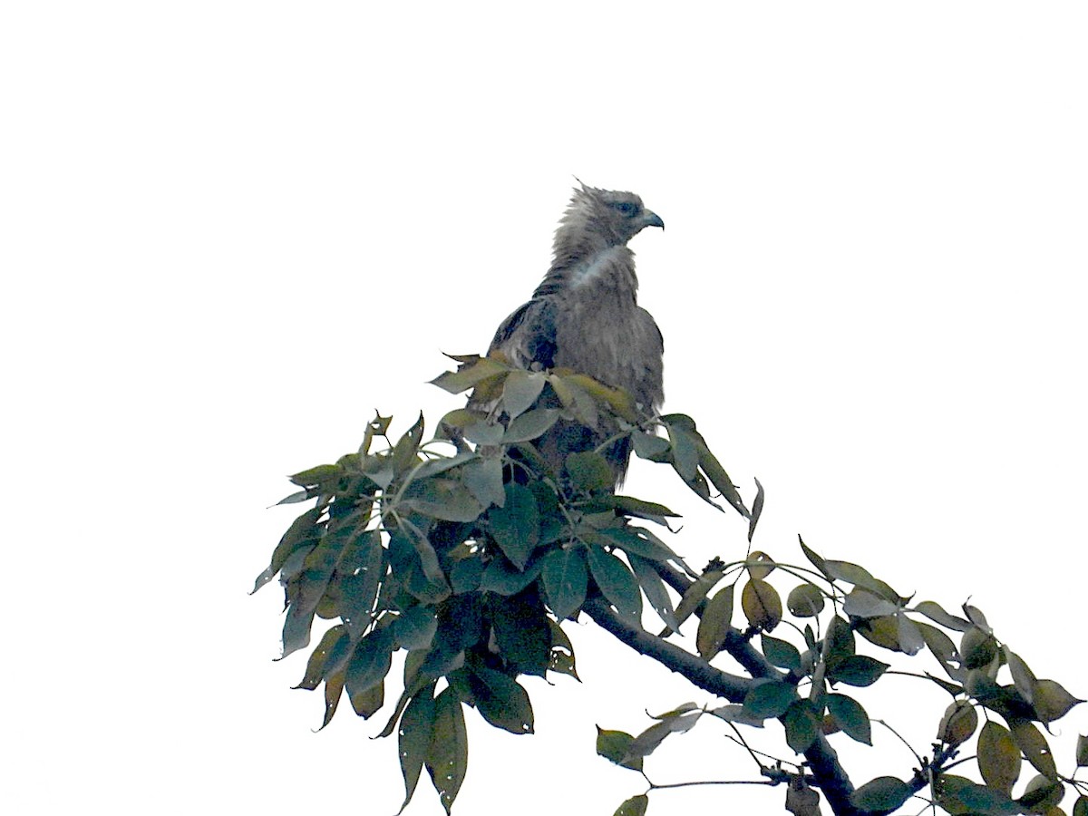 Oriental Honey-buzzard - ML646516902