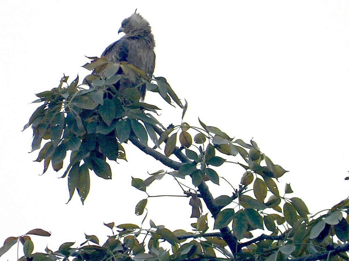 Oriental Honey-buzzard - ML646516903