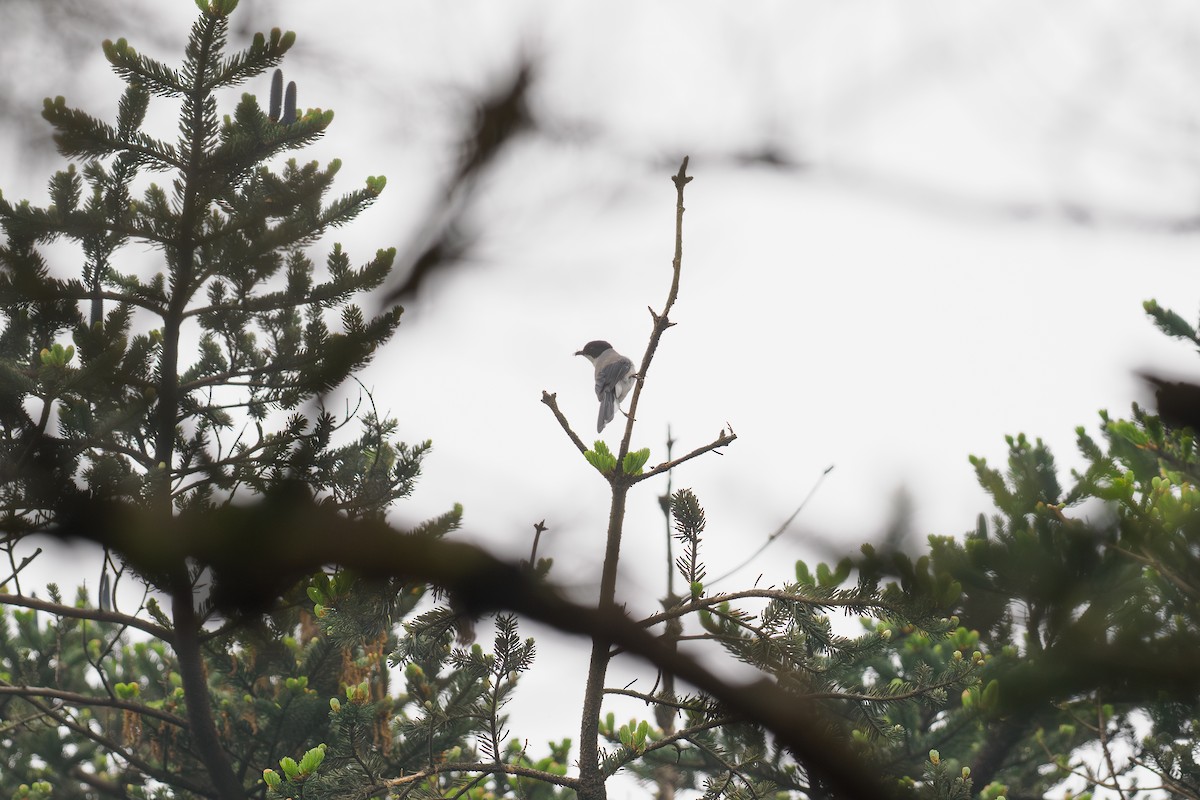 Schwarzkopfsibia - ML646516904