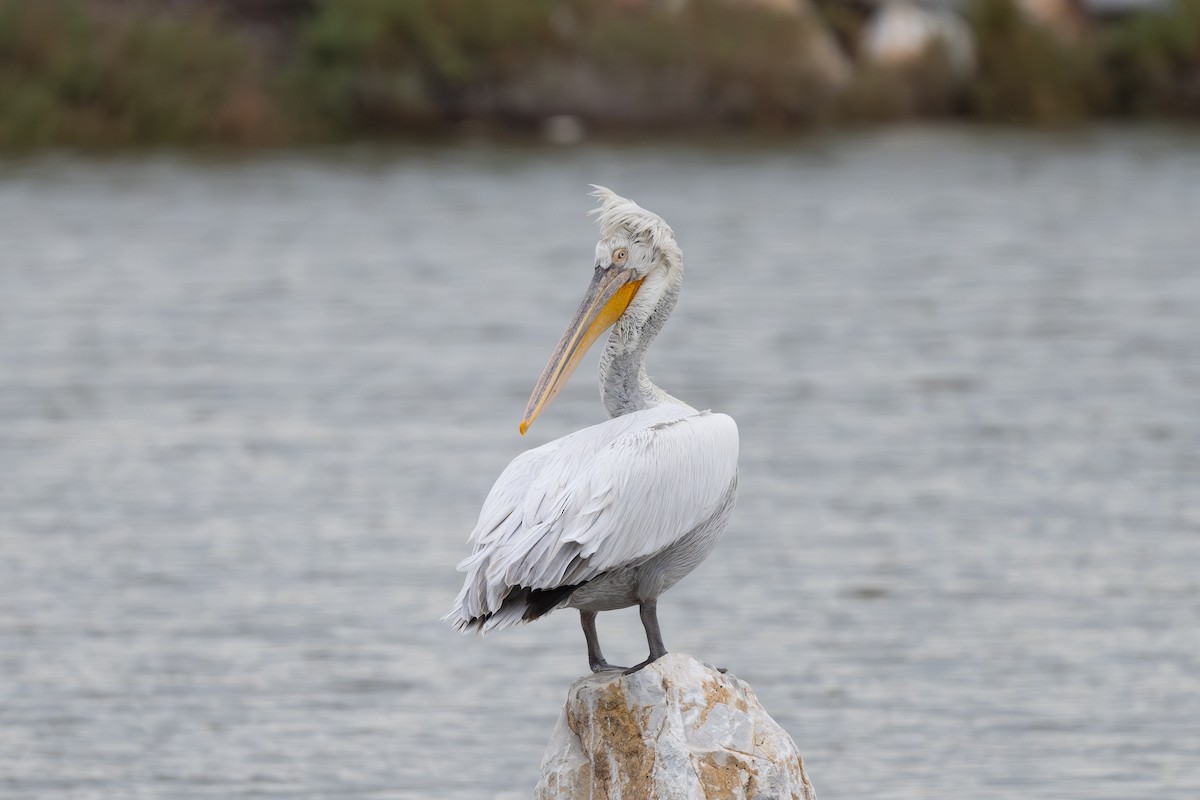 Dalmatian Pelican - ML646516907