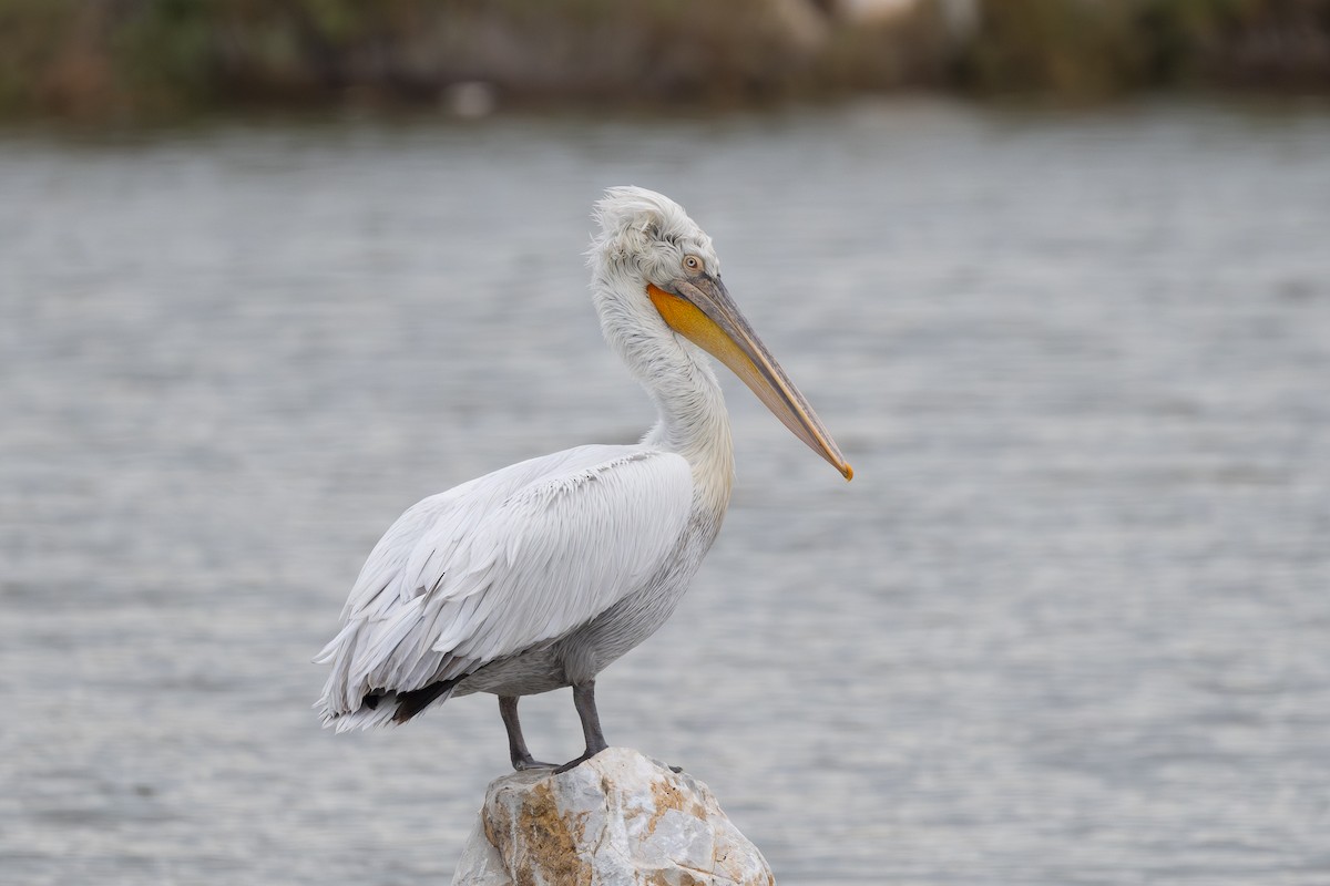 Dalmatian Pelican - ML646516908
