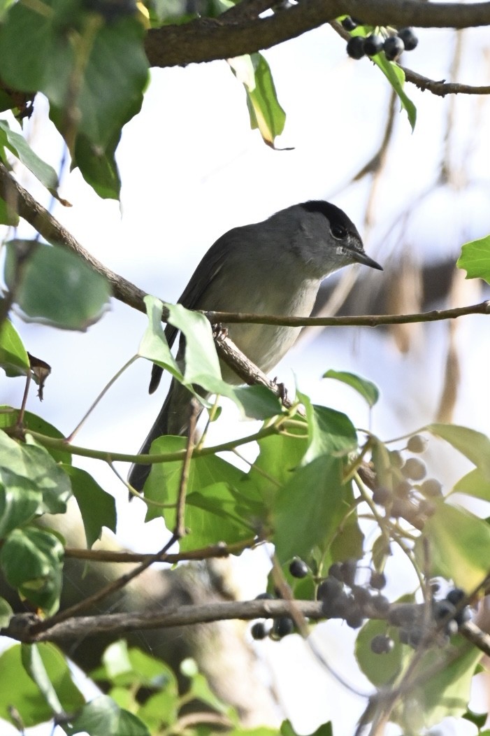 Черноголовая славка - ML646516909