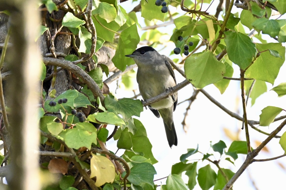 Черноголовая славка - ML646516910