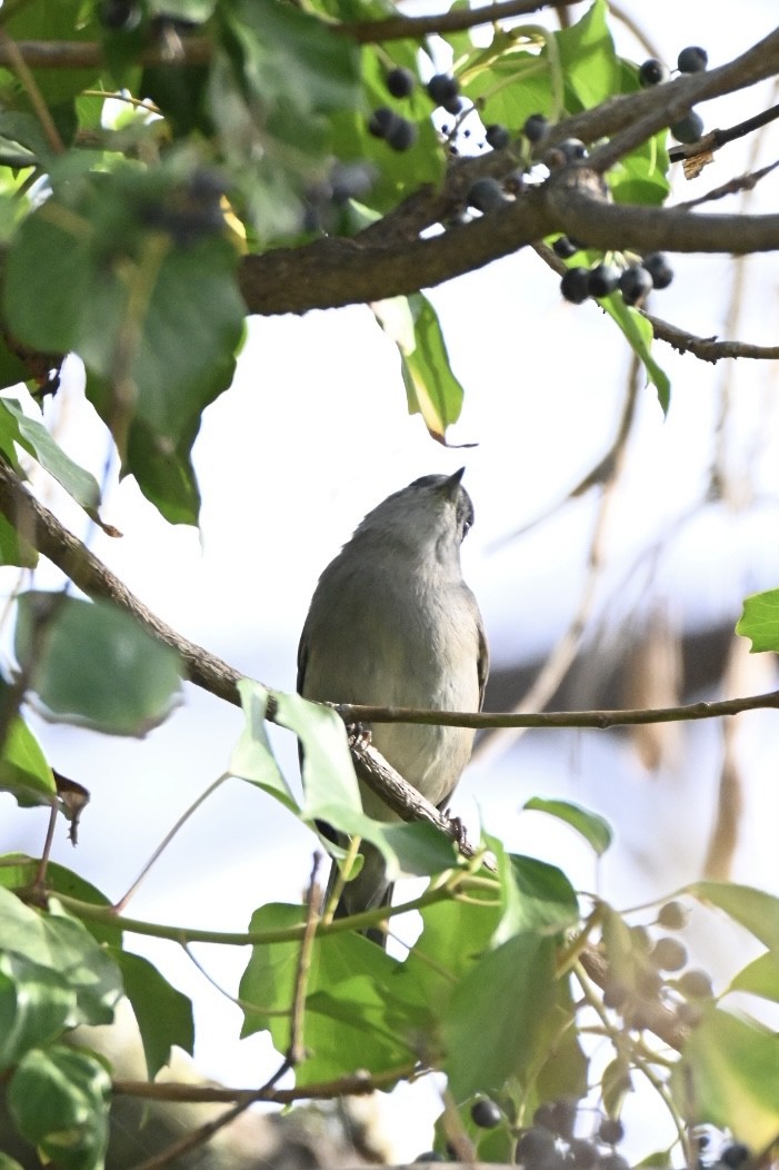 Черноголовая славка - ML646516911