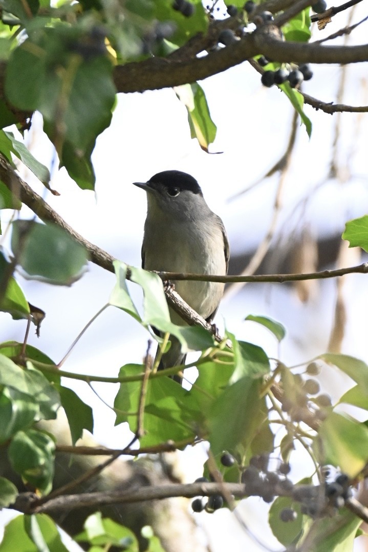 Черноголовая славка - ML646516912