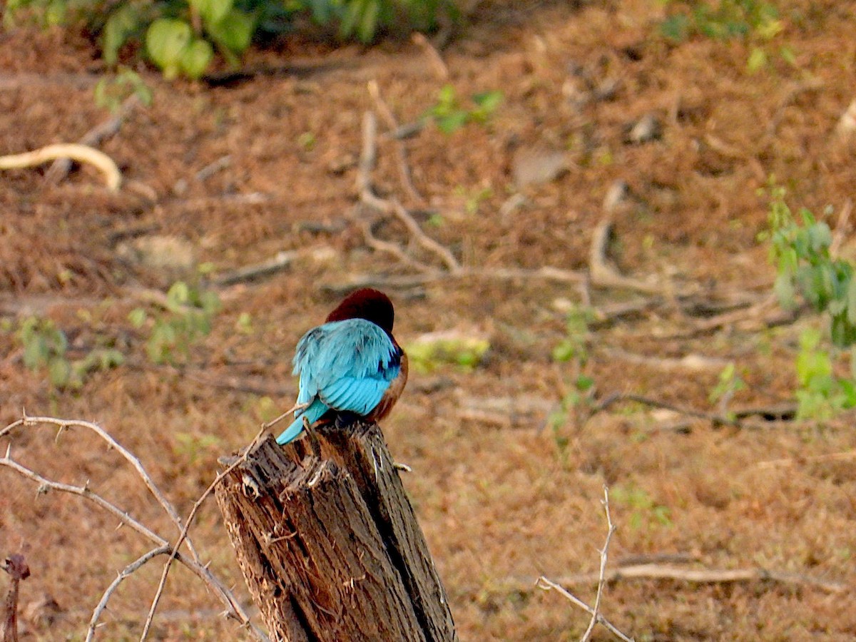 White-throated Kingfisher - ML646516915