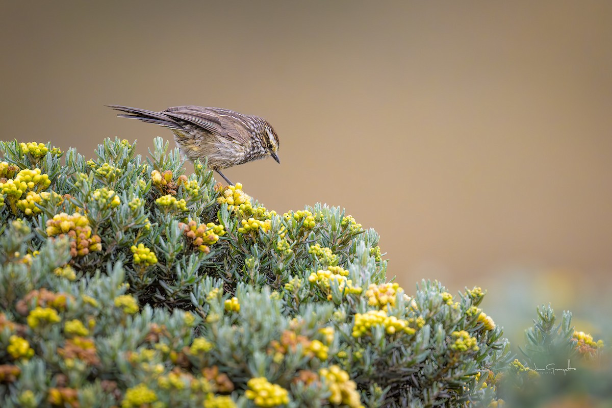 Andean Tit-Spinetail - ML646516918
