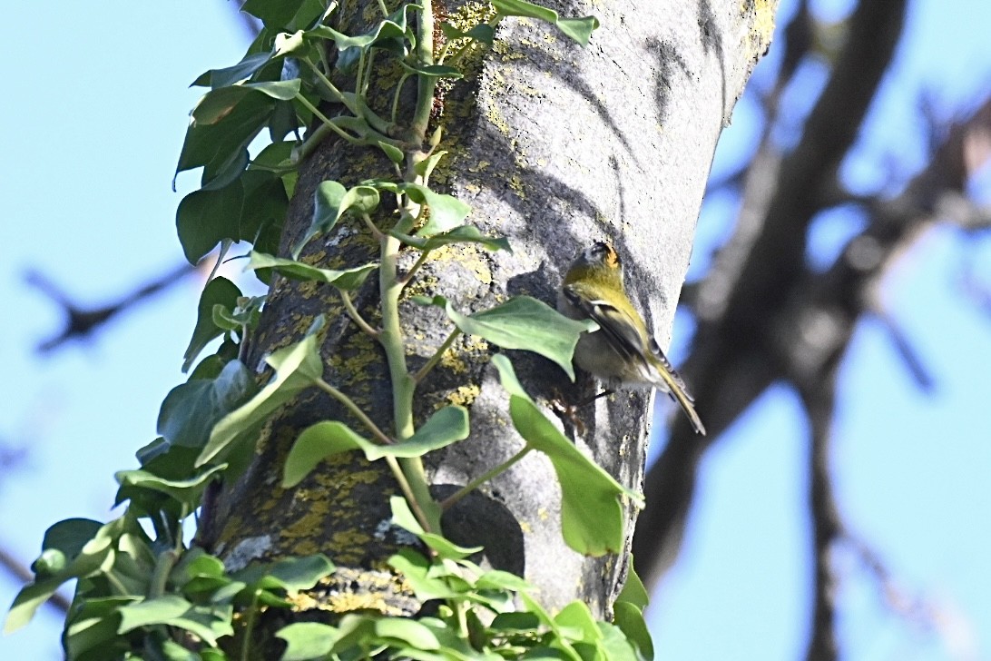 Красноголовый королёк - ML646516920