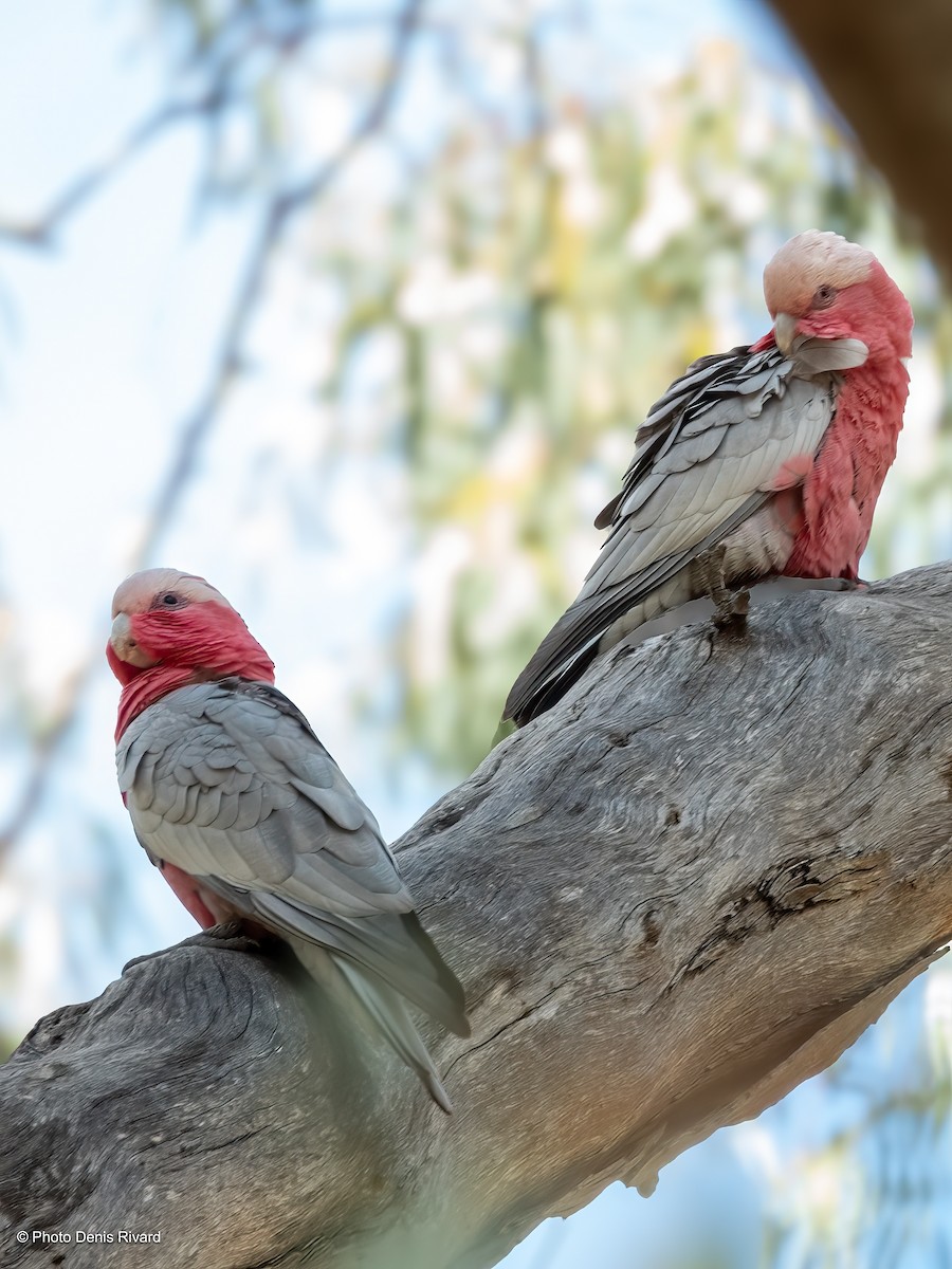 Galah - ML646516922