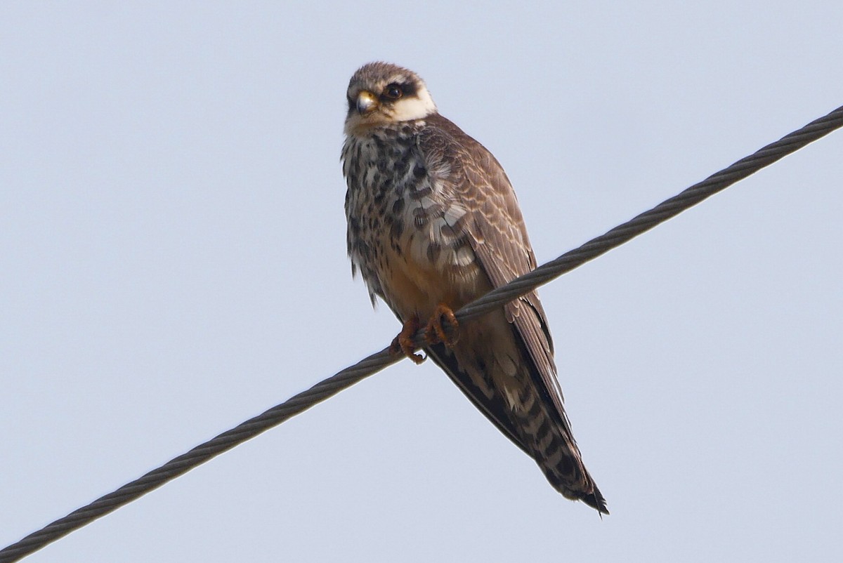 Cernícalo del Amur - ML646516923