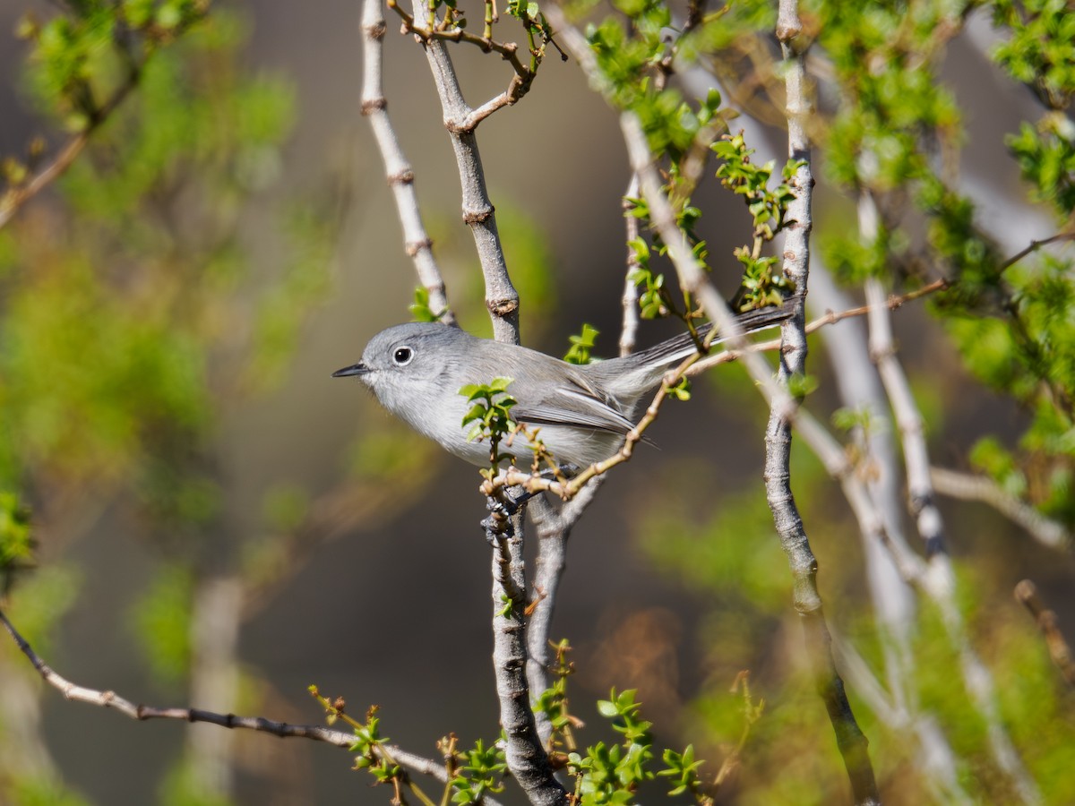 Black-tailed Gnatcatcher - ML646516924