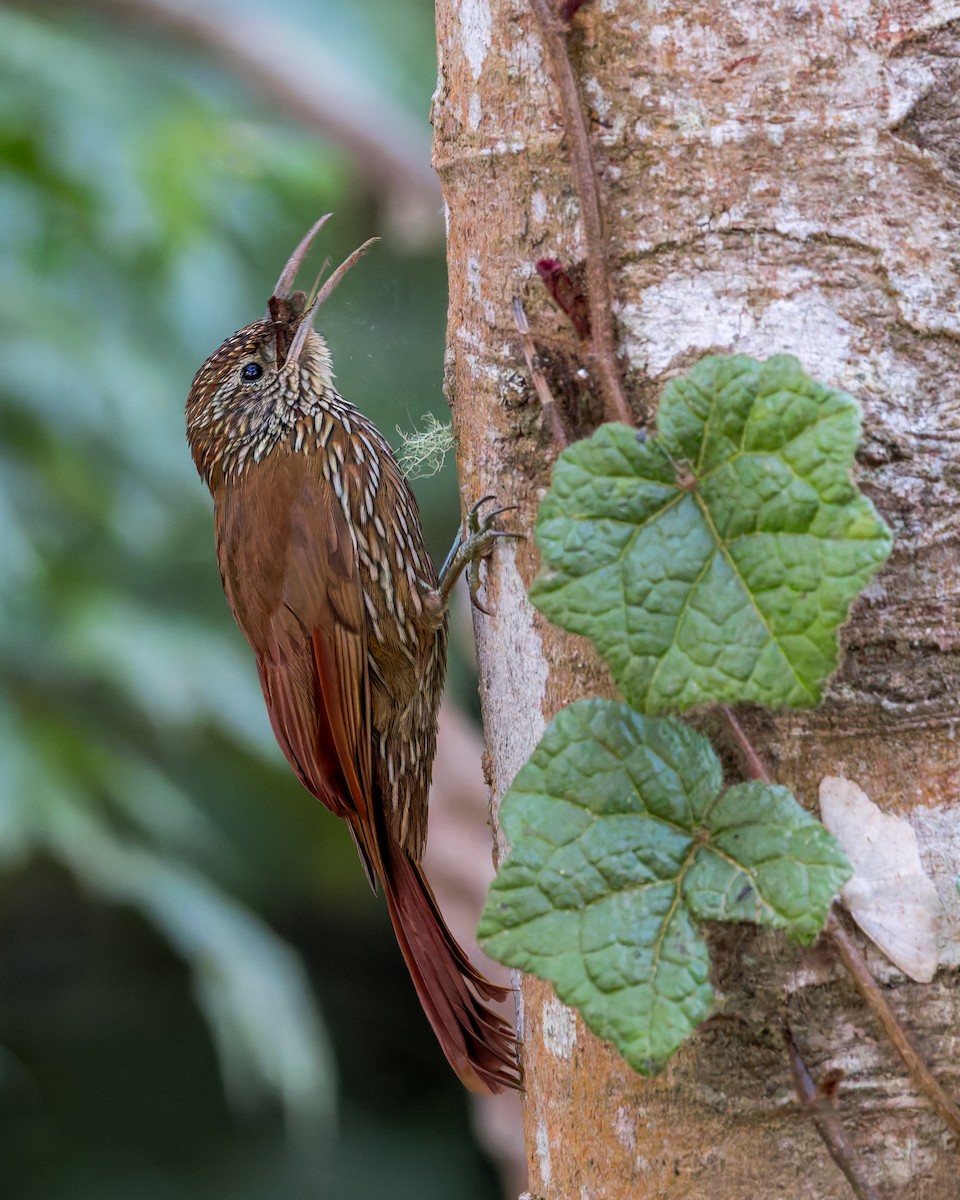 Дереволаз гірський - ML646516925