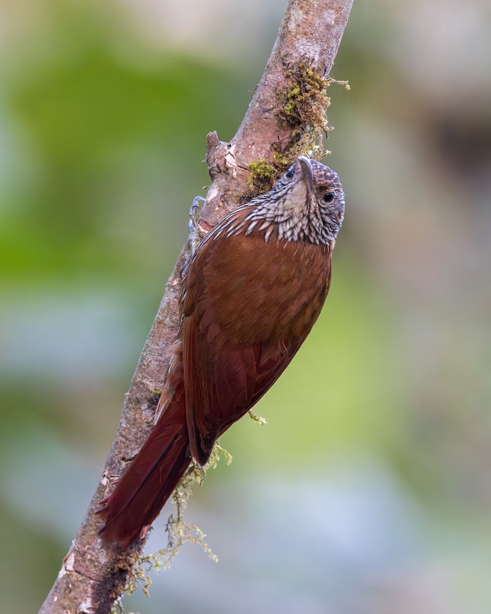 Дереволаз гірський - ML646516926