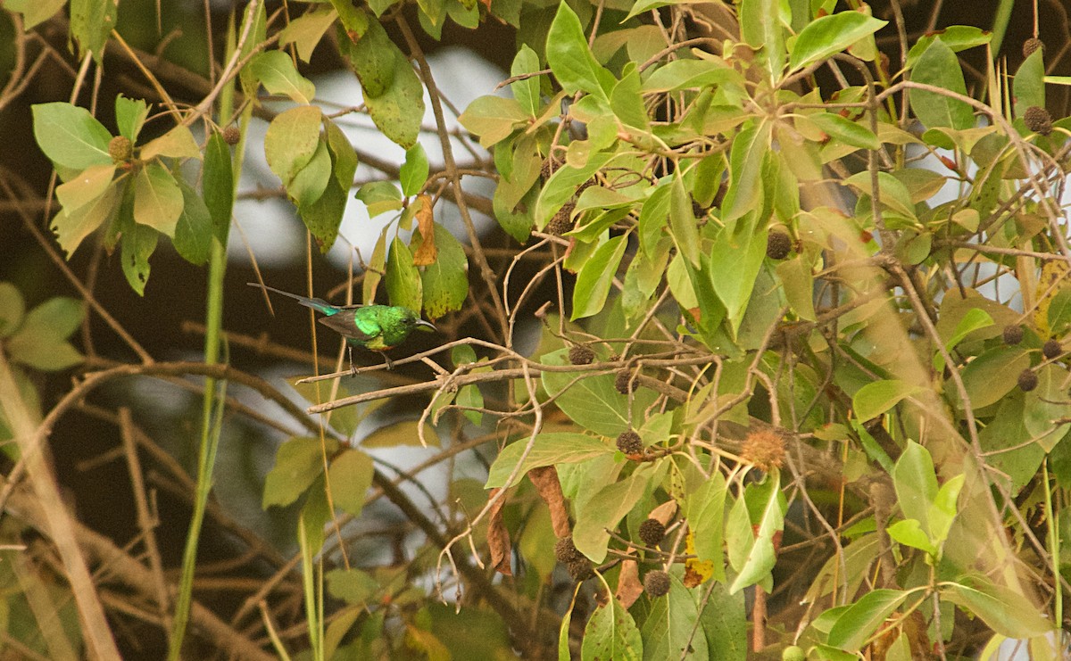 Beautiful Sunbird - ML646516927