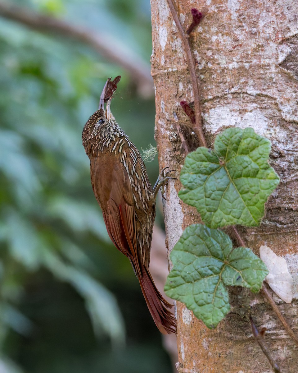 Дереволаз гірський - ML646516928