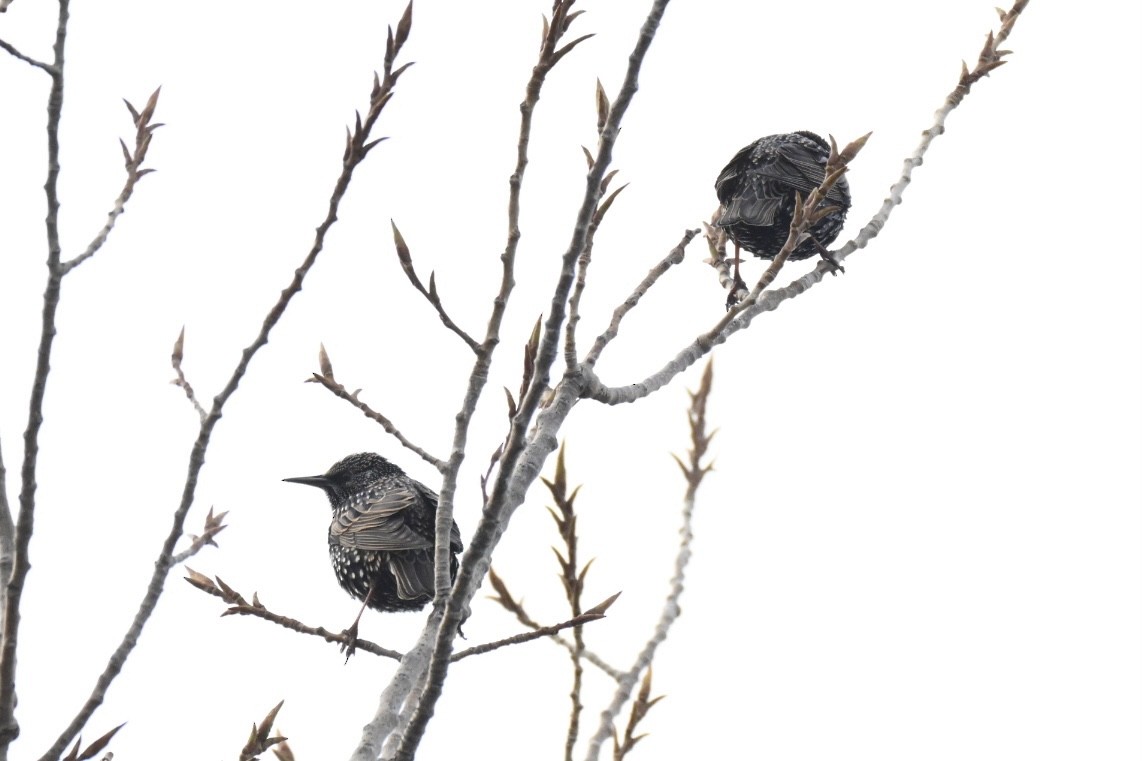 Обыкновенный скворец - ML646516929