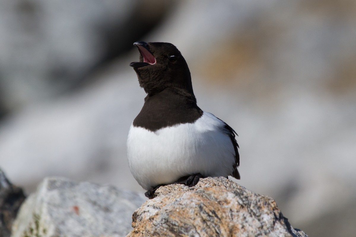 אלקה גמדית - ML646516937