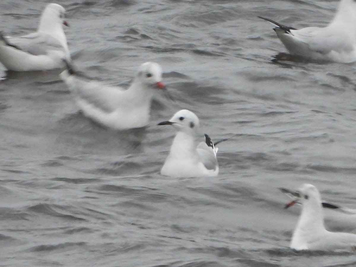 Gaviota de Bonaparte - ML646516938