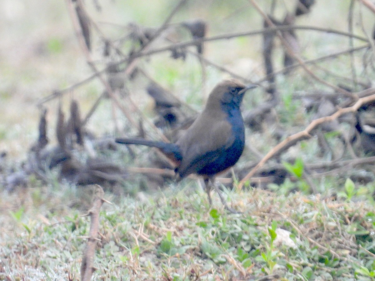 Indian Robin - ML646516941
