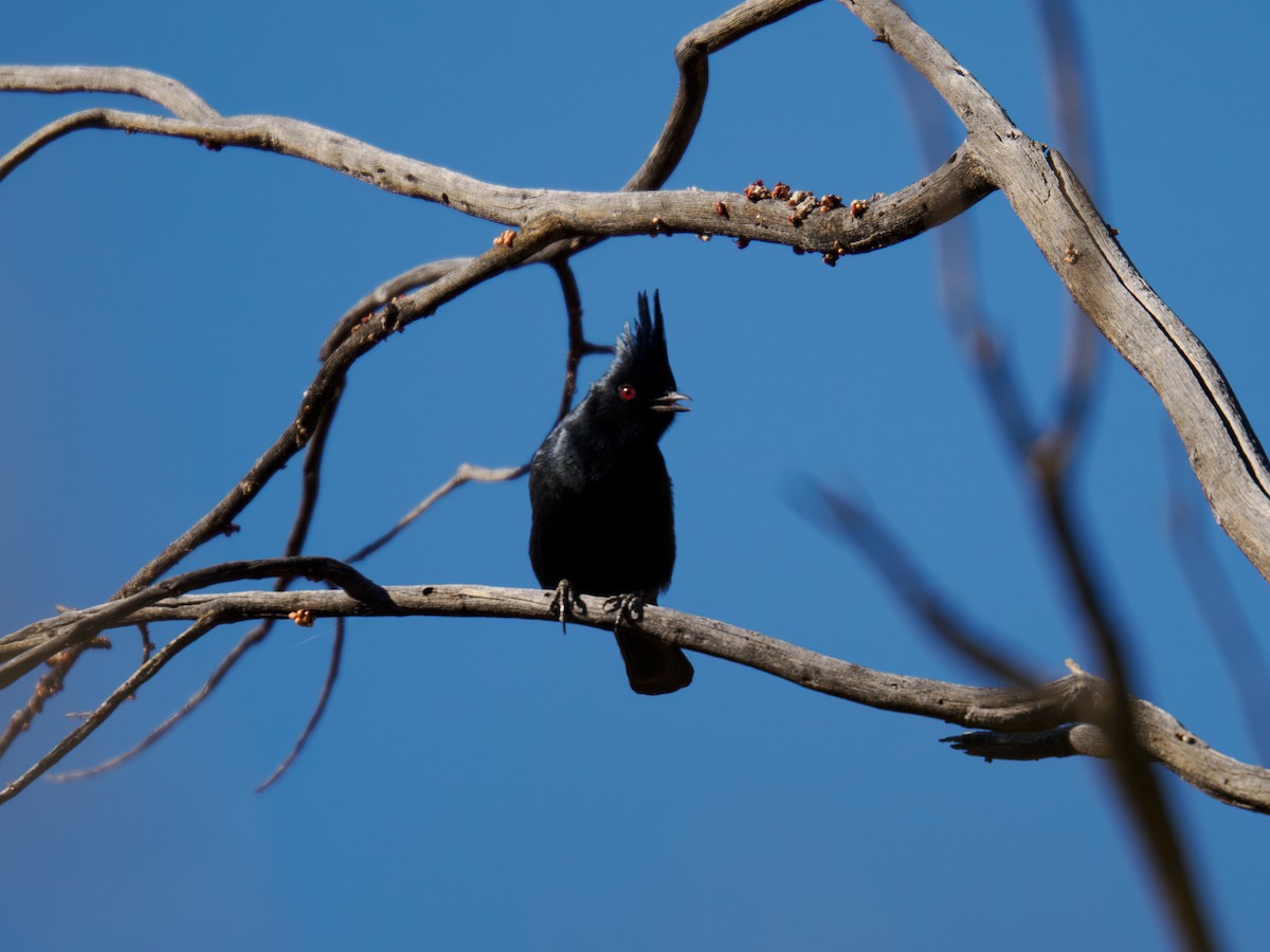 Phainopepla - ML646516942