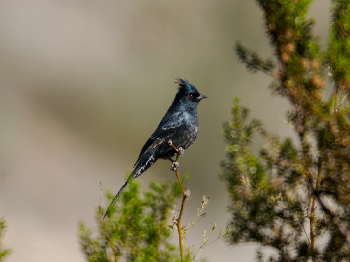 Phainopepla - ML646516947