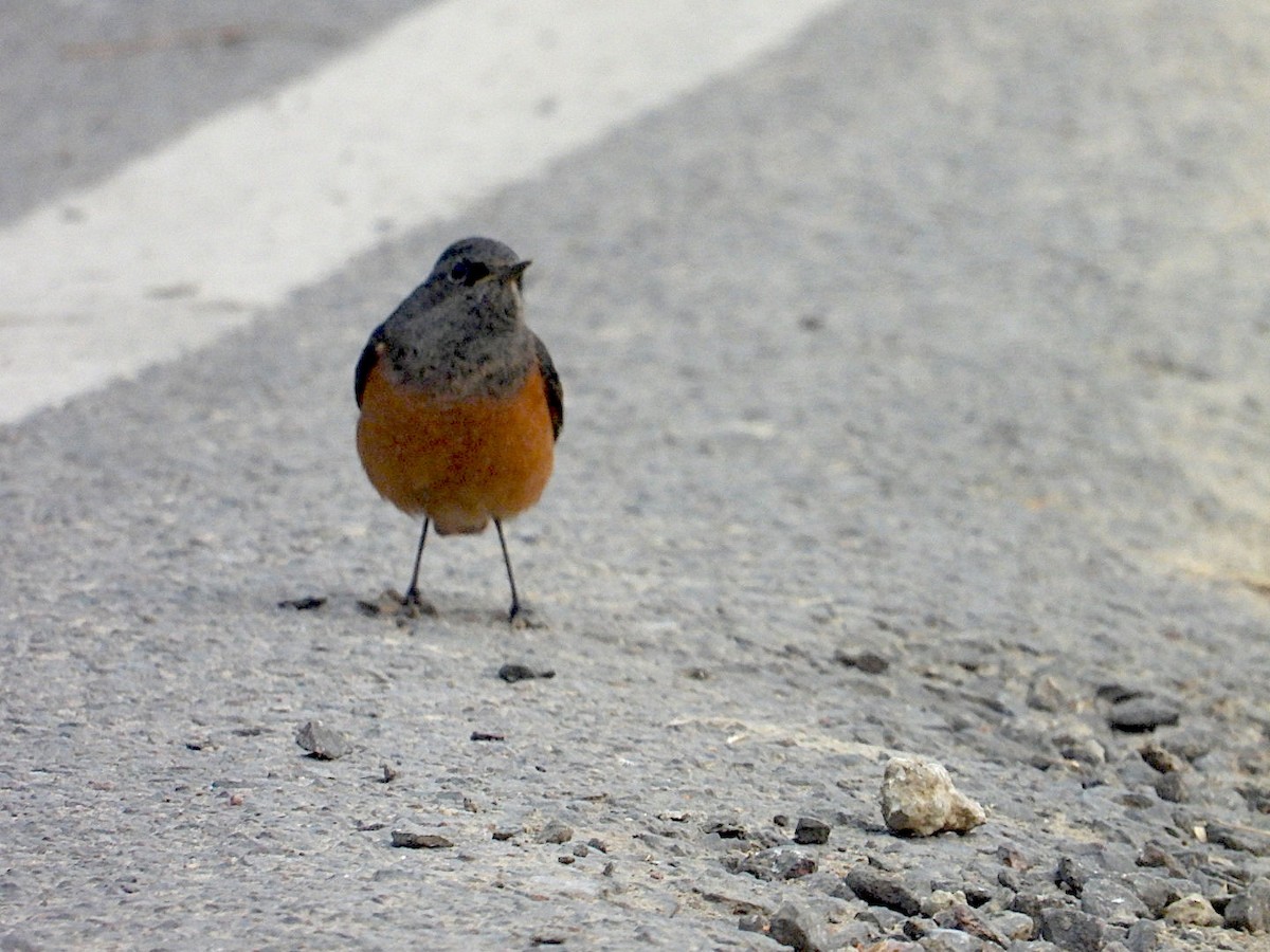 Black Redstart - ML646516948