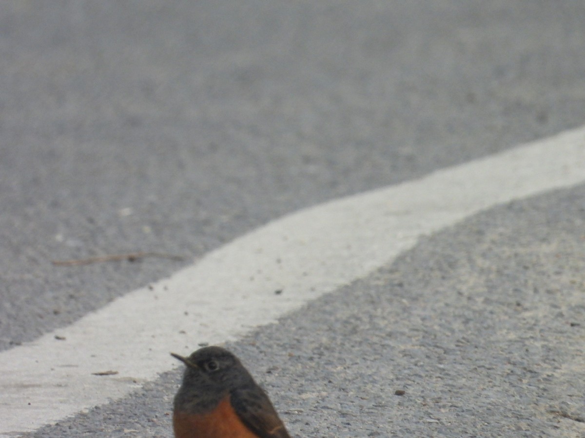 Black Redstart - ML646516949