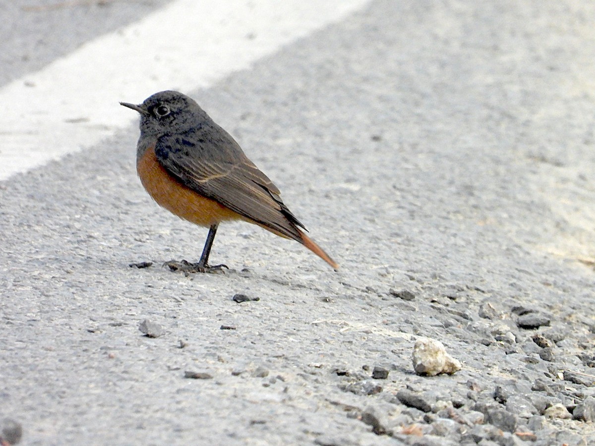 Black Redstart - ML646516950