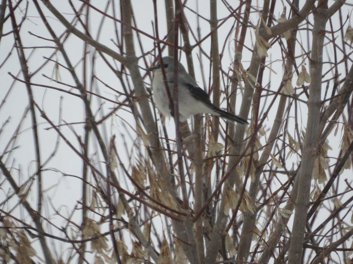 オオモズ - ML646516952