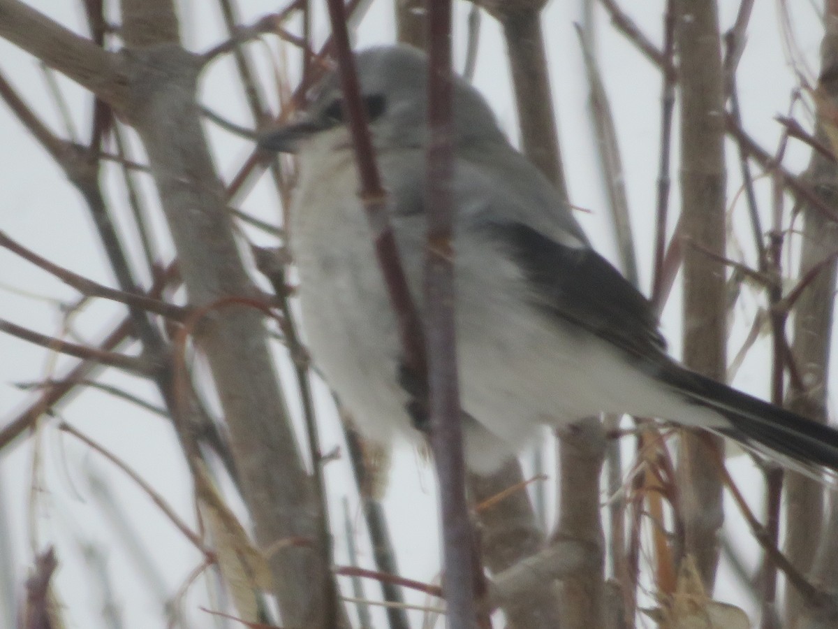 オオモズ - ML646516953